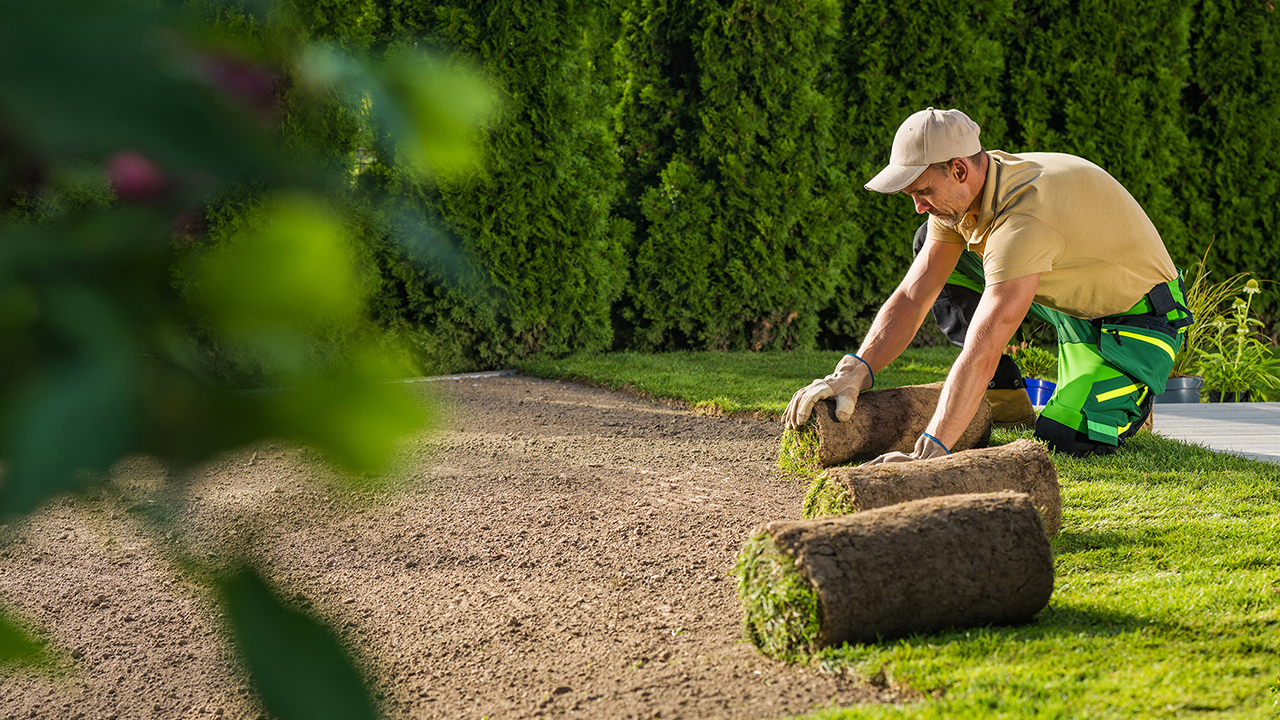 Common Lawn Pests and Diseases: Prevention and Control Methods